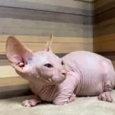 スフィンクス【岐阜県・男の子・2024年7月30日・レッド】の写真2