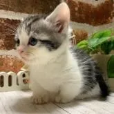 マンチカン(短足)【岐阜県・男の子・2023年1月24日・シルバータビーホワイト】の写真2