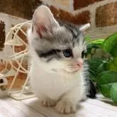 マンチカン(短足)【岐阜県・男の子・2023年1月24日・シルバータビーホワイト】の写真3