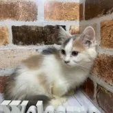 マンチカン(短足)【岐阜県・女の子・2023年5月17日・ダイリュートキャリコ】の写真3