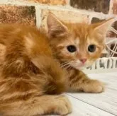 マンチカン(短足)【岐阜県・男の子・2023年5月17日・レッドタビー】の写真3