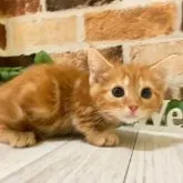 マンチカン(短足)【岐阜県・男の子・2023年5月17日・レッドタビー】の写真4