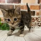 マンチカン(長足)【岐阜県・女の子・2023年10月12日・ブラウンタビーホワイト】の写真4