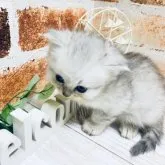 ペルシャ(チンチラ)【岐阜県・女の子・2023年5月25日・チンチラシルバー】の写真5「鼻が黒いのがわたしです」