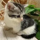 マンチカン(短足)【岐阜県・男の子・2023年1月24日・シルバータビーホワイト】の写真5