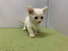 マンチカン(短足)【岐阜県・女の子・2020年8月27日・ホワイト】の写真5