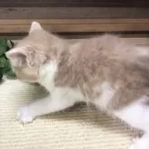 マンチカン(長足)【岐阜県・男の子・2025年7月1日・クリームタビーホワイト】の写真10