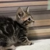 マンチカン(短足)【岐阜県・男の子・2025年9月3日・ブラウンタビー】の写真13