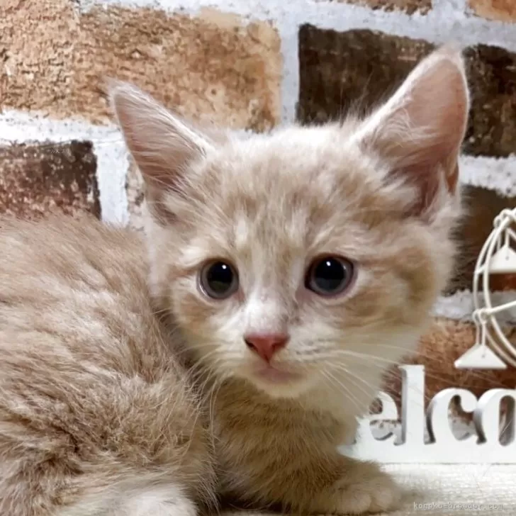 ID：2504-00881の子猫