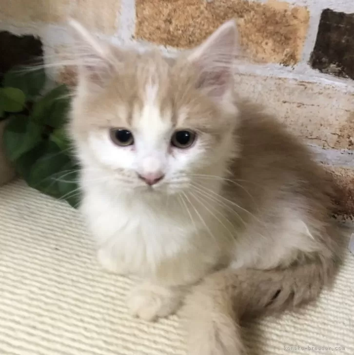 ID:2412-00927の子猫