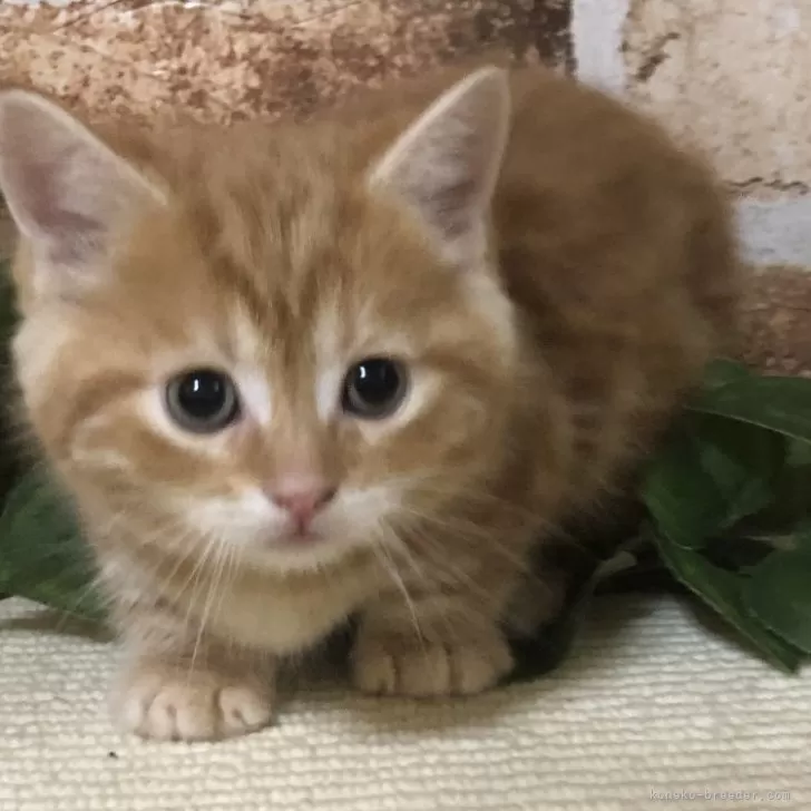 H.T 様のお迎えした子猫
