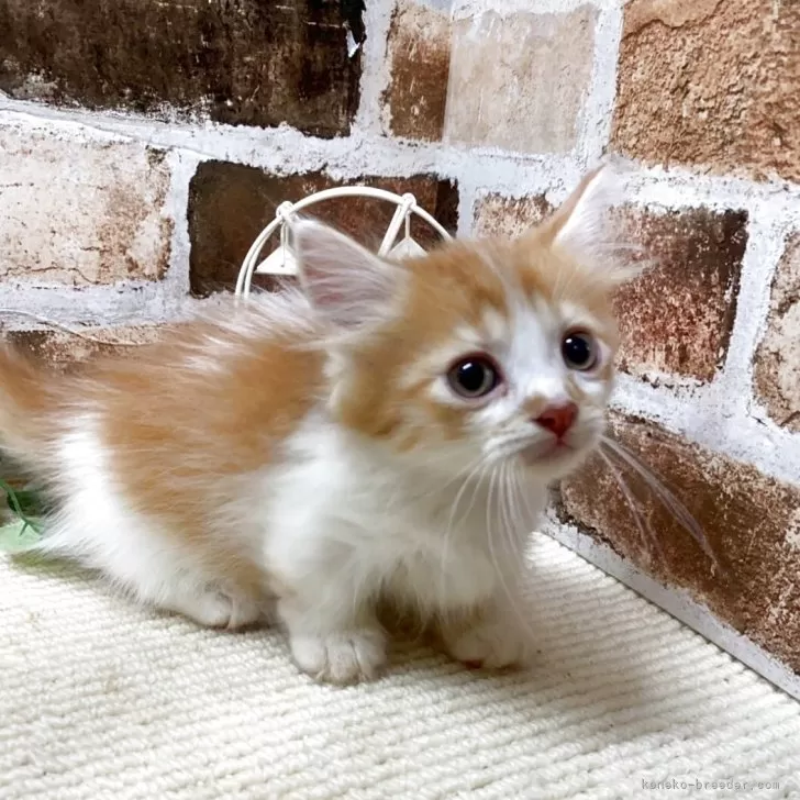 ID:2504-00880の子猫