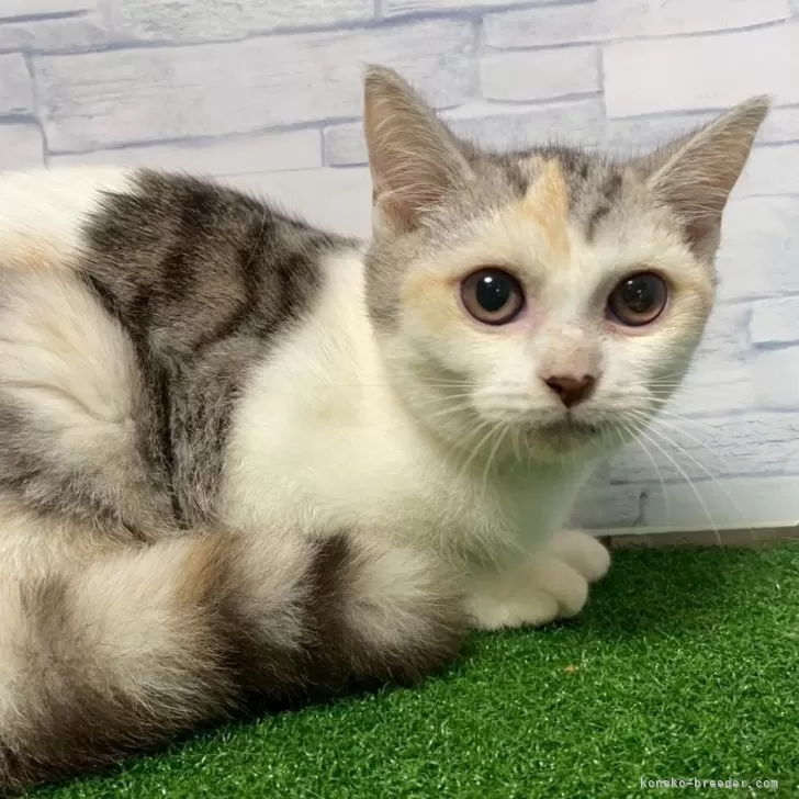 マンチカン(長足)【岐阜県・女の子・2025年5月28日・シルバーパッチドタビーホワイト】の写真1