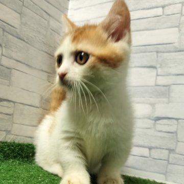 マンチカン(短足)【岐阜県・男の子・2025年5月28日・レッドタビーホワイト】の写真「かわいい♪かわいい😊ｶｰﾄﾞ可♪」