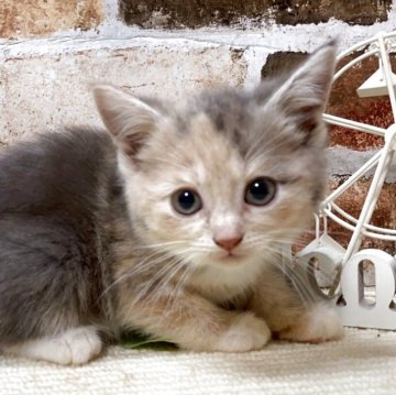 マンチカン(長足)【岐阜県・女の子・2025年5月28日・ダイリュートキャリコ】の写真「かわいい♪かわいい😊ｶｰﾄﾞ可♪」