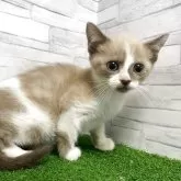 マンチカン(長足)