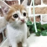 マンチカン(長足)