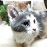 マンチカン(短足)