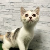 マンチカン(長足)