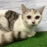 マンチカン(長足)