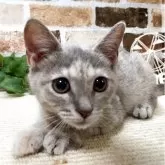 マンチカン(長足)