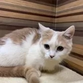 マンチカン(短足)【岐阜県・女の子・2025年4月1日・クリームタビーホワイト】の写真3