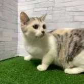 マンチカン(長足)【岐阜県・女の子・2025年5月28日・シルバーパッチドタビーホワイト】の写真3