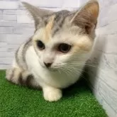 マンチカン(長足)【岐阜県・女の子・2025年5月28日・シルバーパッチドタビーホワイト】の写真4