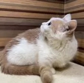 マンチカン(短足)【岐阜県・女の子・2025年4月1日・クリームタビーホワイト】の写真4