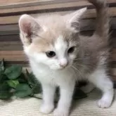 マンチカン(長足)【岐阜県・男の子・2025年7月1日・クリームタビーホワイト】の写真5