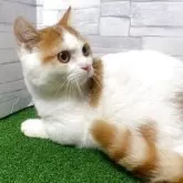 マンチカン(短足)【岐阜県・男の子・2025年5月28日・レッドタビーホワイト】の写真5