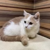 マンチカン(短足)【岐阜県・女の子・2025年4月1日・クリームタビーホワイト】の写真5