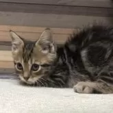 マンチカン(短足)【岐阜県・男の子・2025年9月3日・ブラウンタビー】の写真5