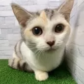 マンチカン(長足)【岐阜県・女の子・2025年5月28日・シルバーパッチドタビーホワイト】の写真5