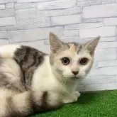 マンチカン(長足)【岐阜県・女の子・2025年5月28日・シルバーパッチドタビーホワイト】の写真8