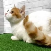 マンチカン(短足)【岐阜県・男の子・2025年5月28日・レッドタビーホワイト】の写真8