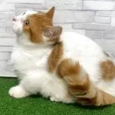 マンチカン(短足)【岐阜県・男の子・2025年5月28日・レッドタビーホワイト】の写真9