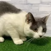 マンチカン(長足)【岐阜県・男の子・2025年2月18日・ブルータビーホワイト】の写真9