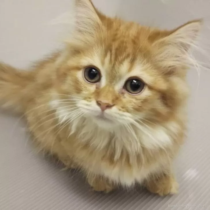 ID:2404-00639の子猫