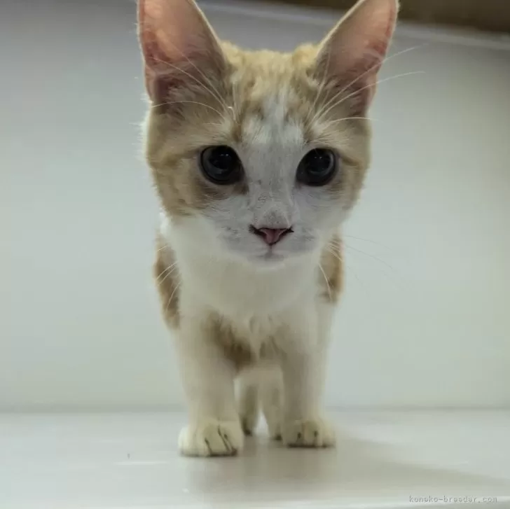 ID：2405-03581の子猫