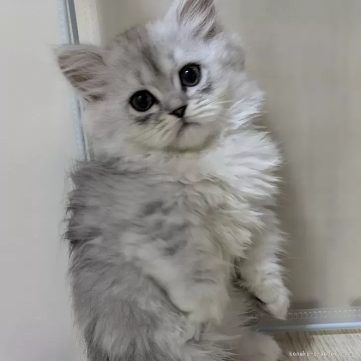 ID：2410-00086の子猫