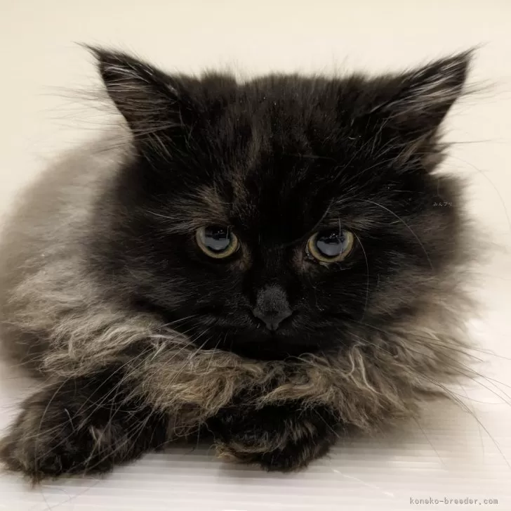 ID:2401-00684の子猫