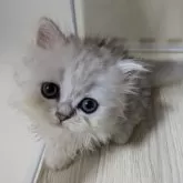 ミヌエット(短足)【栃木県・女の子・2024年8月10日・チンチラシルバー】の写真1「ママに似てキュート♡」