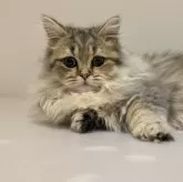 ミヌエット(短足)【栃木県・女の子・2023年10月16日・チンチラゴールデン】の写真1「写真更新しました。」