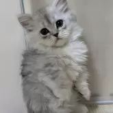 ミヌエット(短足)【栃木県・男の子・2024年8月10日・チンチラシルバー】の写真1