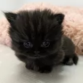 ミヌエット(短足)【栃木県・男の子・2024年3月9日・ブラック】の写真1