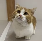 マンチカン(短足)【栃木県・男の子・2023年9月14日・レッド&ホワイト】の写真1「1月16日撮影」