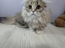 ミヌエット(短足)【栃木県・女の子・2024年12月13日・チンチラゴールデン】の写真5