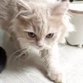 ミヌエット(長足)【栃木県・男の子・2025年3月4日・クリームタビー】の写真8「ちょっとワイルドに撮れました(⁠；⁠^⁠ω⁠^⁠）」