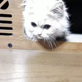 ミヌエット(長足)【栃木県・男の子・2025年3月4日・クリームタビー】の写真10